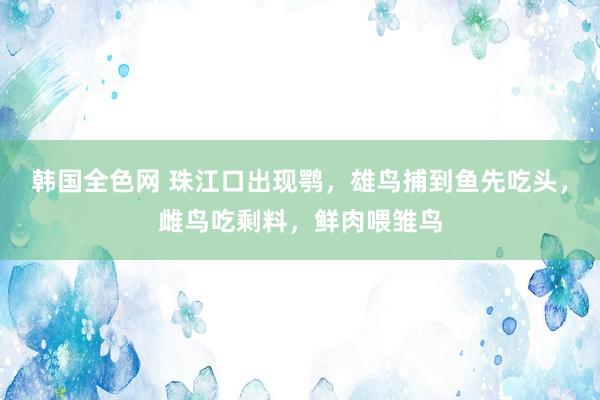 韩国全色网 珠江口出现鹗，雄鸟捕到鱼先吃头，雌鸟吃剩料，鲜肉喂雏鸟