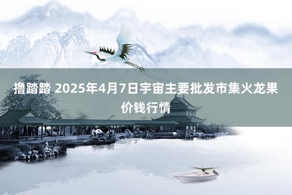 撸踏踏 2025年4月7日宇宙主要批发市集火龙果价钱行情